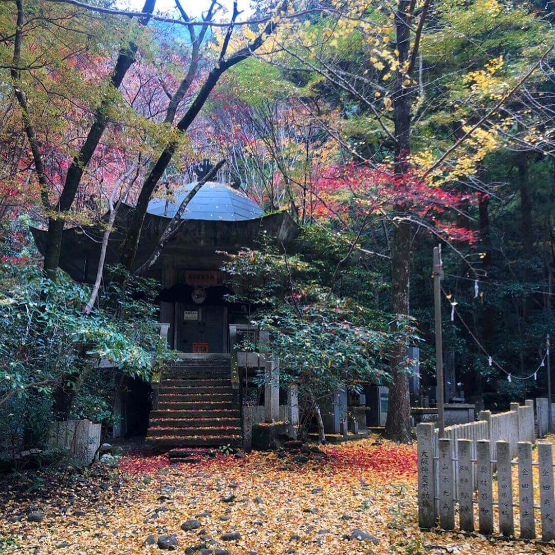 japanese autumn leaves - shipporyuji temple