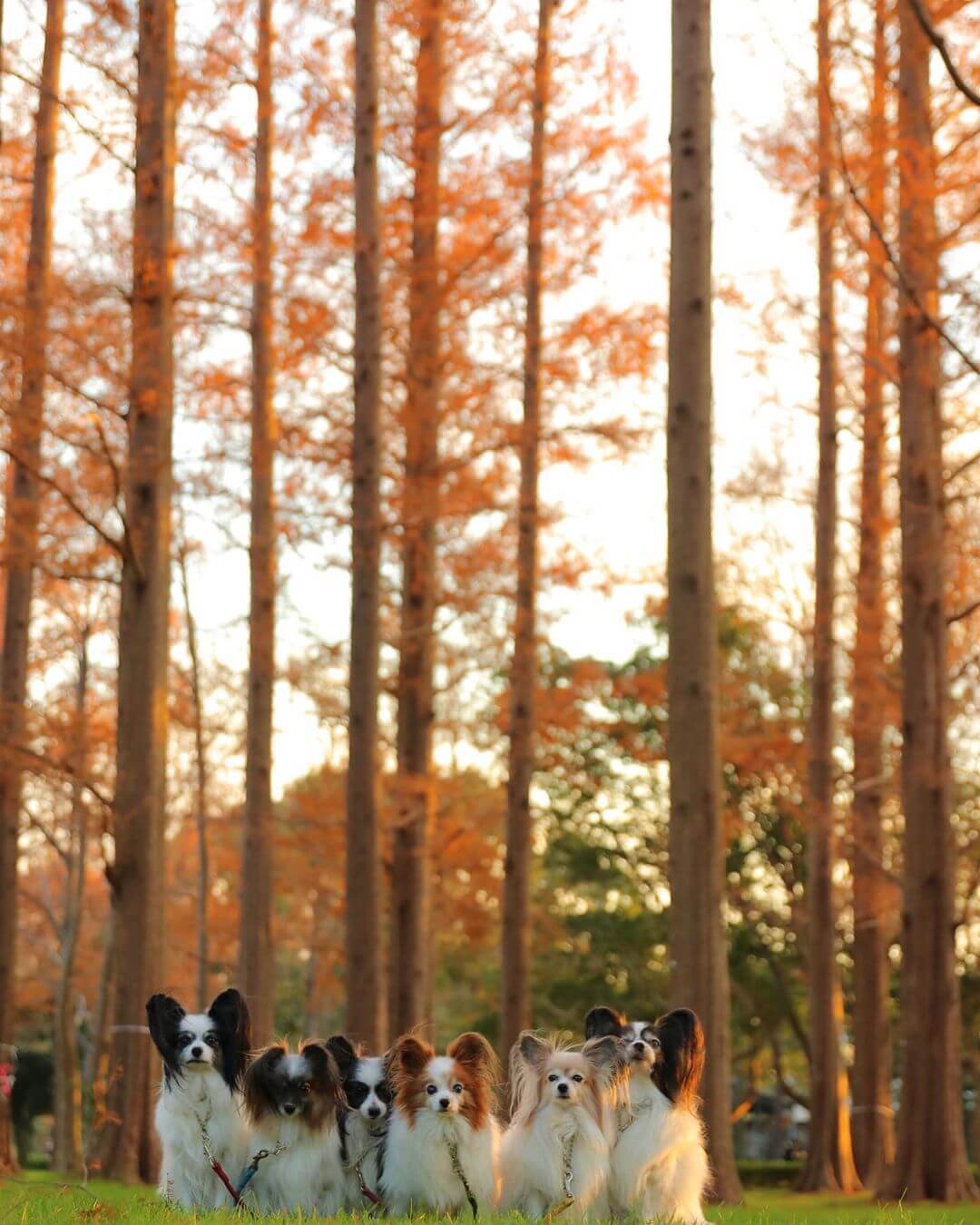 japanese autumn leaves - mizumoto park