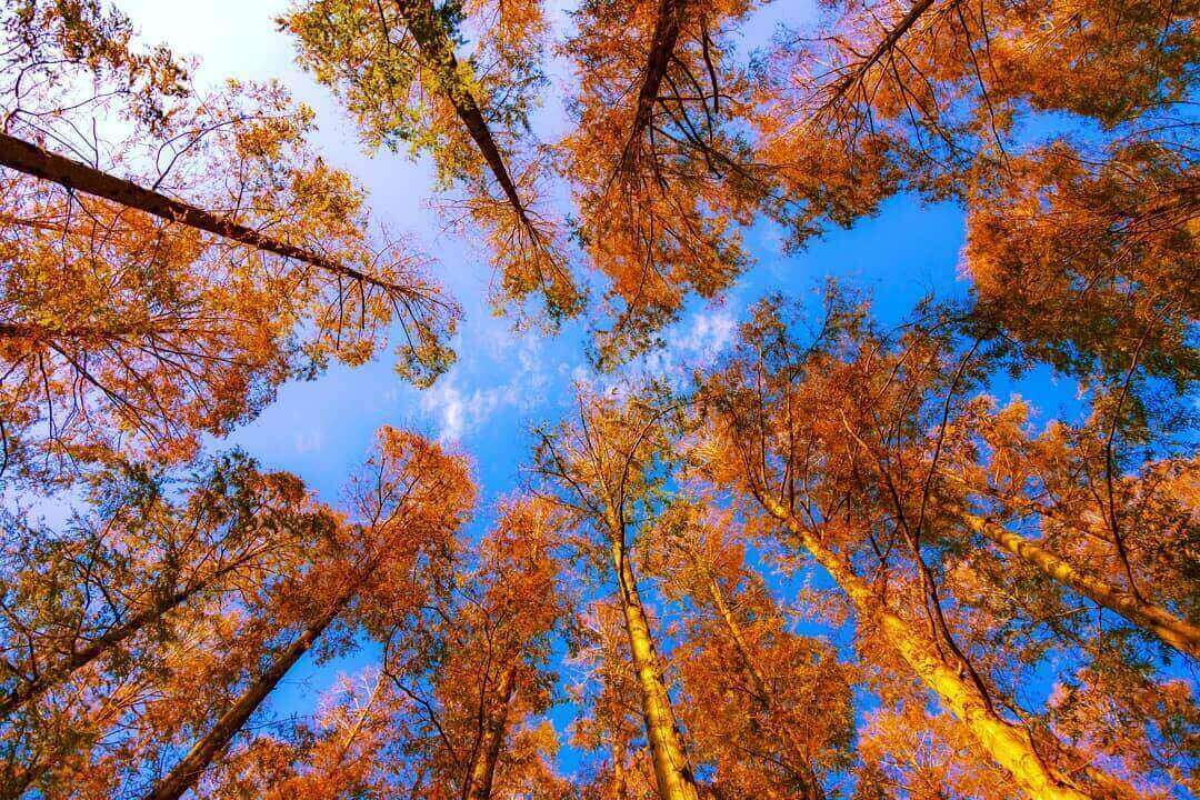 japanese autumn leaves - mizumoto park