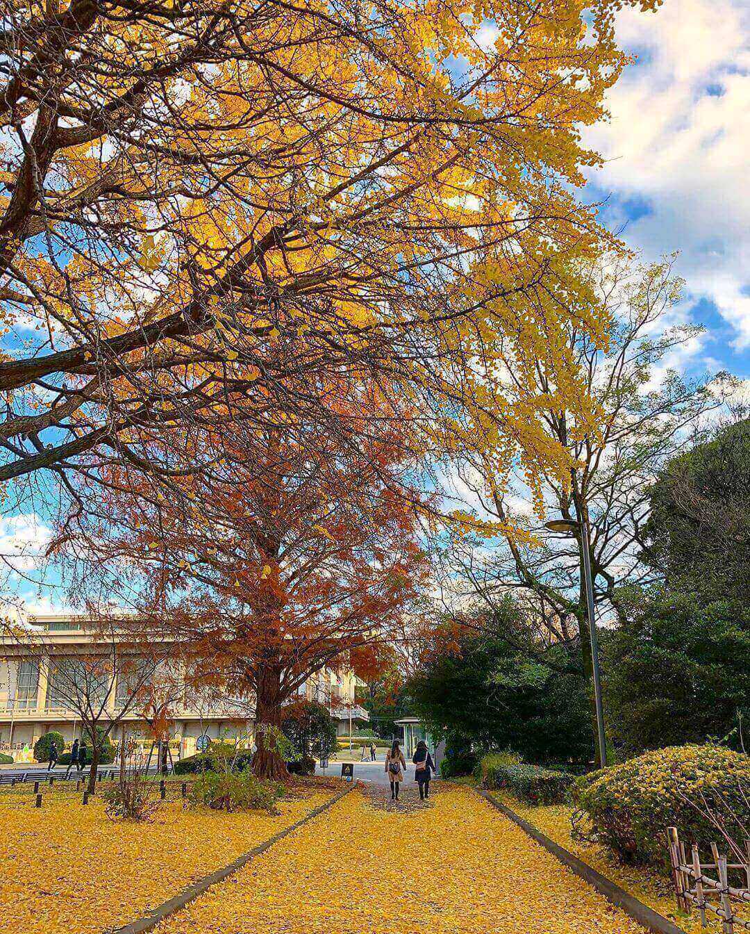 japanese autumn leaves - tokyo national museum