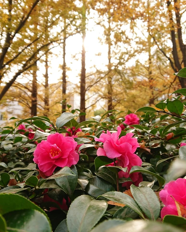 japanese autumn leaves - utsubo park rose garden