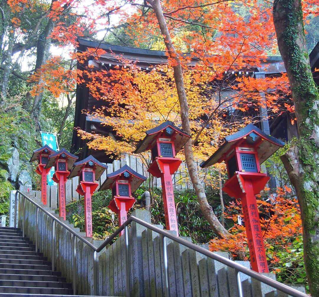 japanese autumn leaves - shipporyuji temple