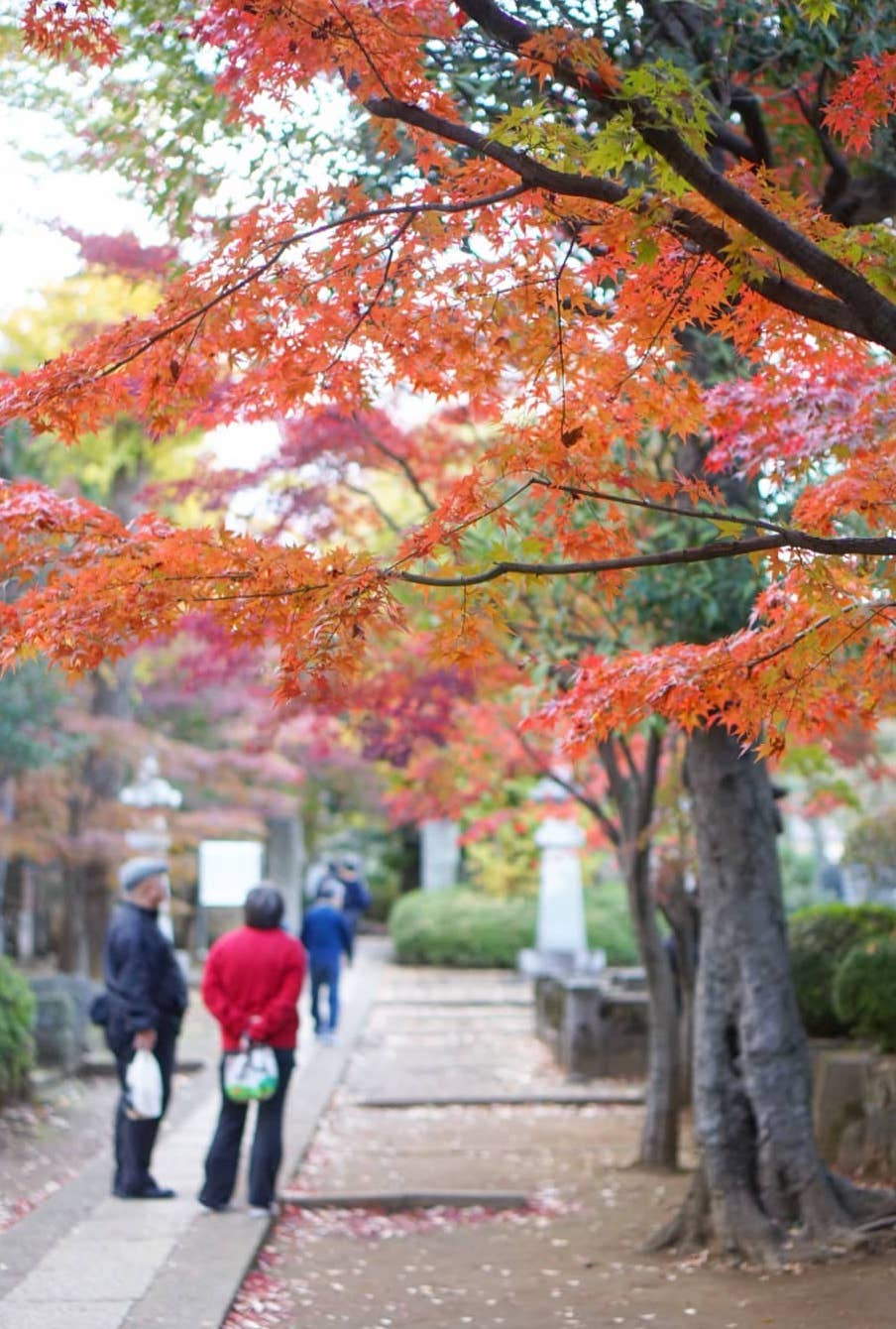 japanese autumn leaves - gotokuji temple