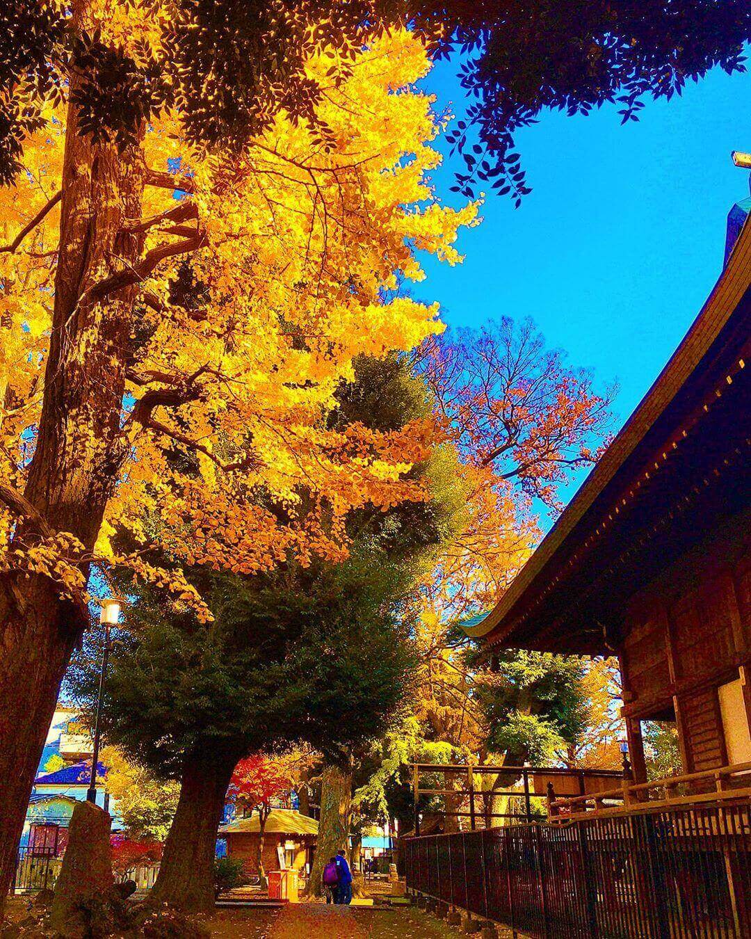 japanese autumn leaves - kishibojin-do temple