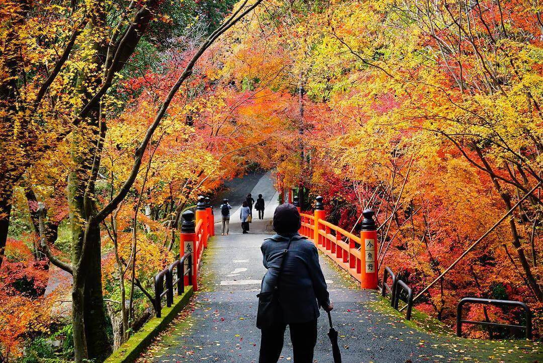 japanese autumn leaves - sennyu-ji temple