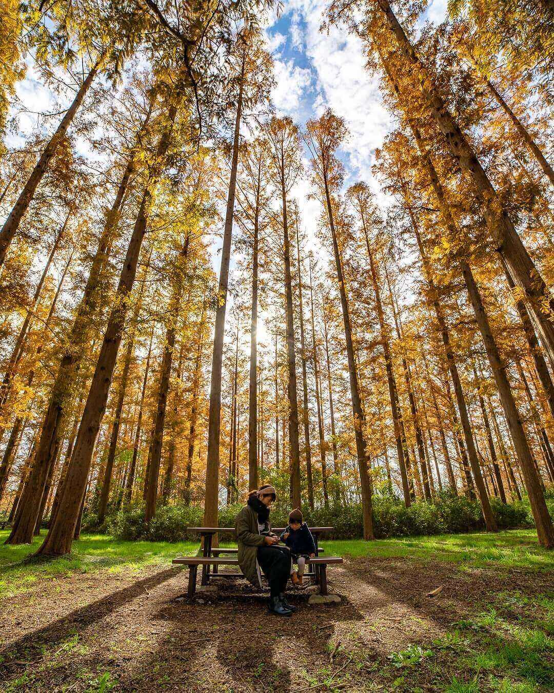 japanese autumn leaves - mizumoto park