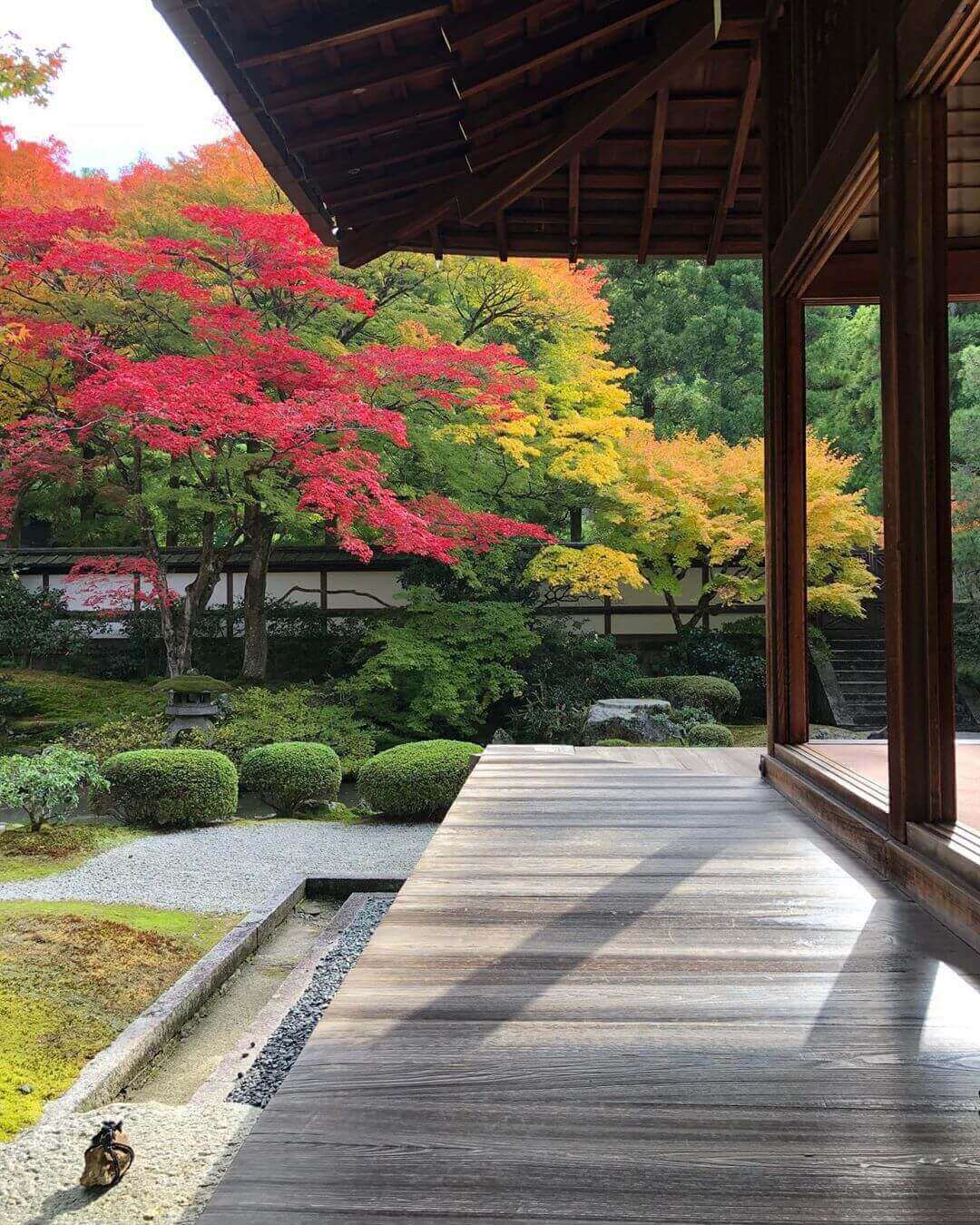 japanese autumn leaves - sennyu-ji temple