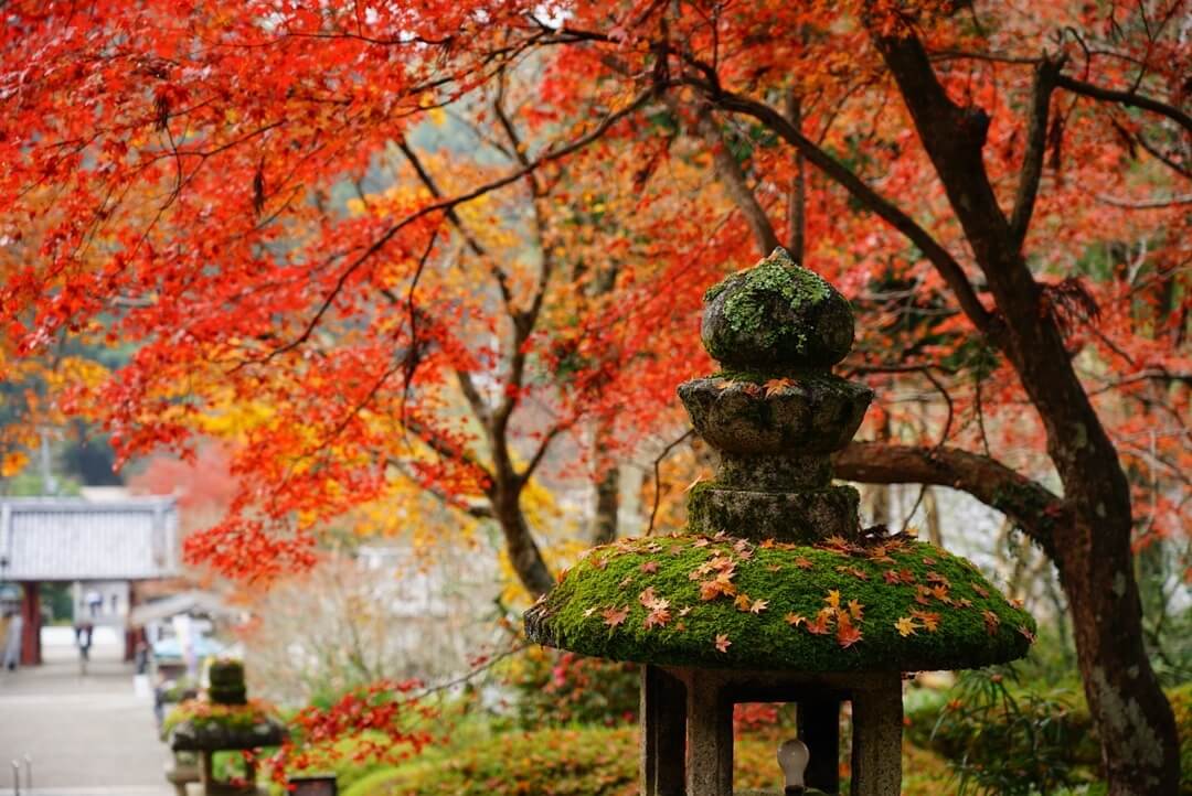 japanese autumn leaves - kanshin-ji temple