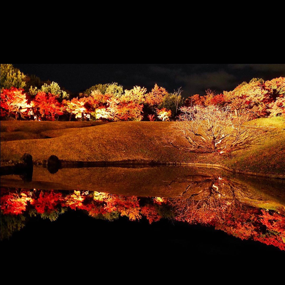 japanese autumn leaves - umekoji park night illumination