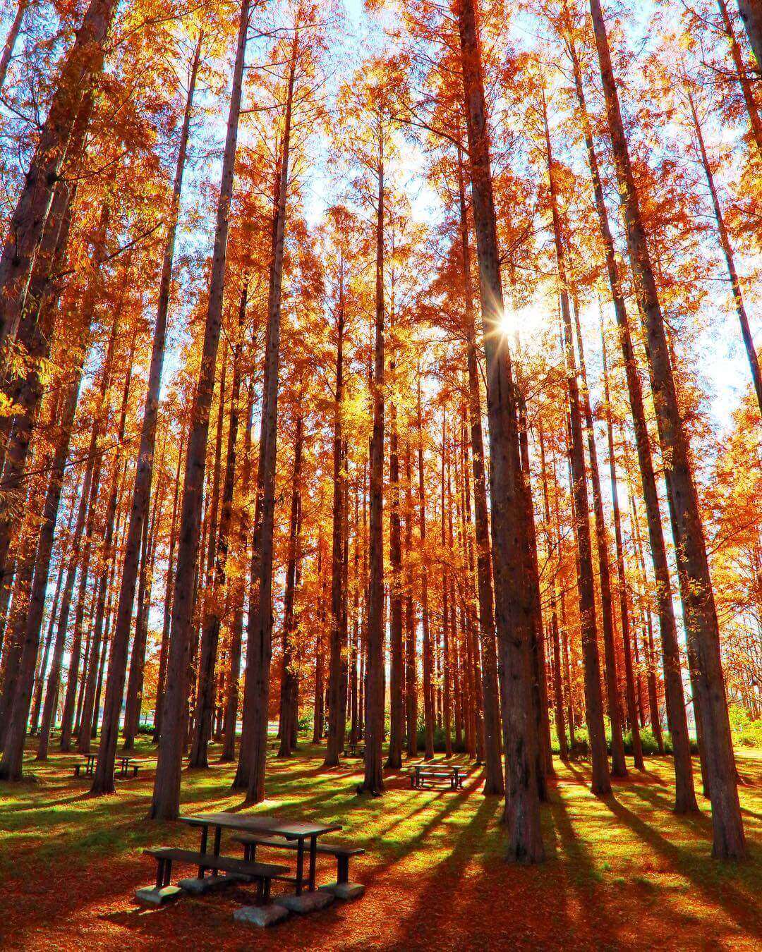 japanese autumn leaves - mizumoto park