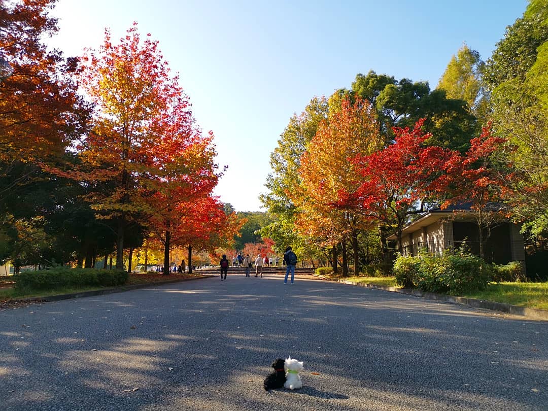japanese autumn leaves - takaragaike park