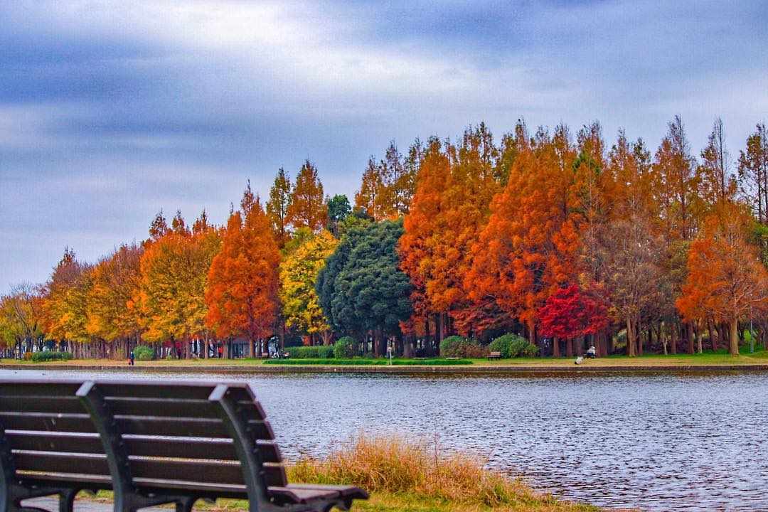 japanese autumn leaves - mizumoto park