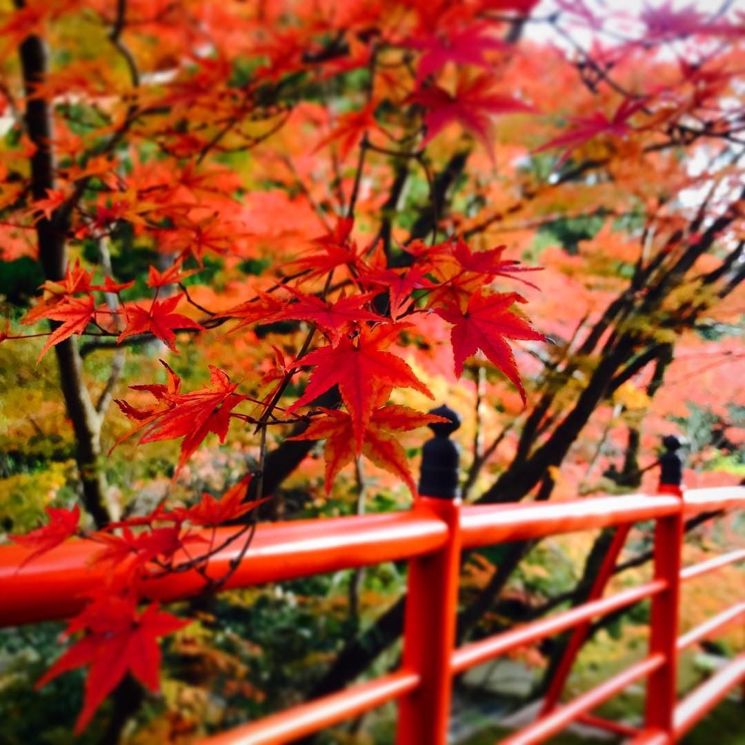 japanese autumn leaves - sennyu-ji temple