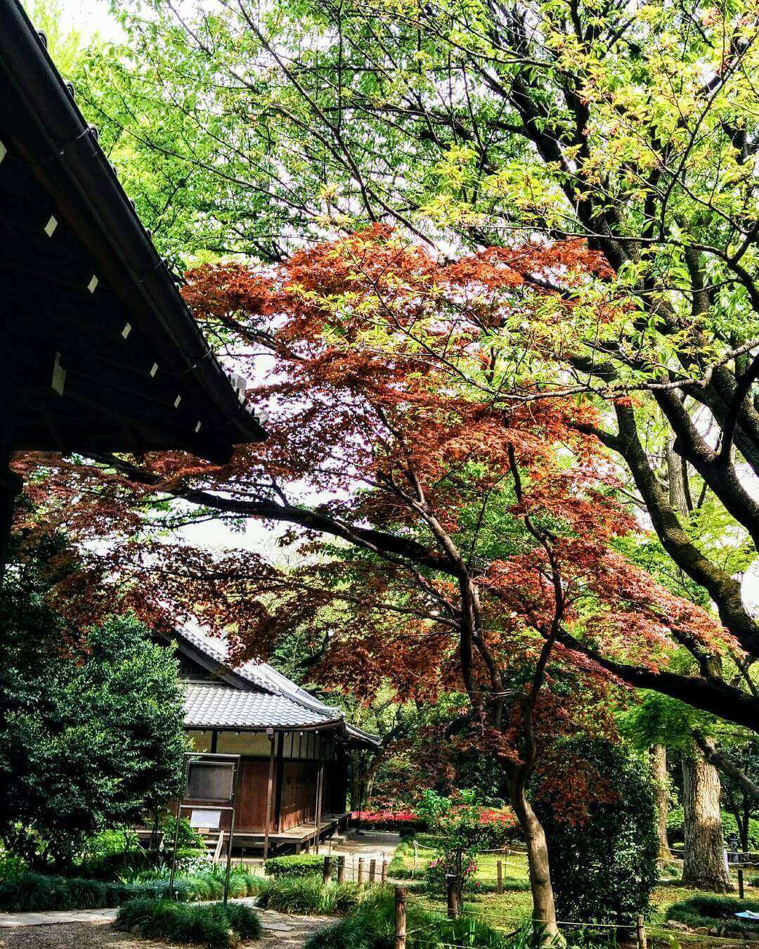 japanese autumn leaves - tokyo national museum