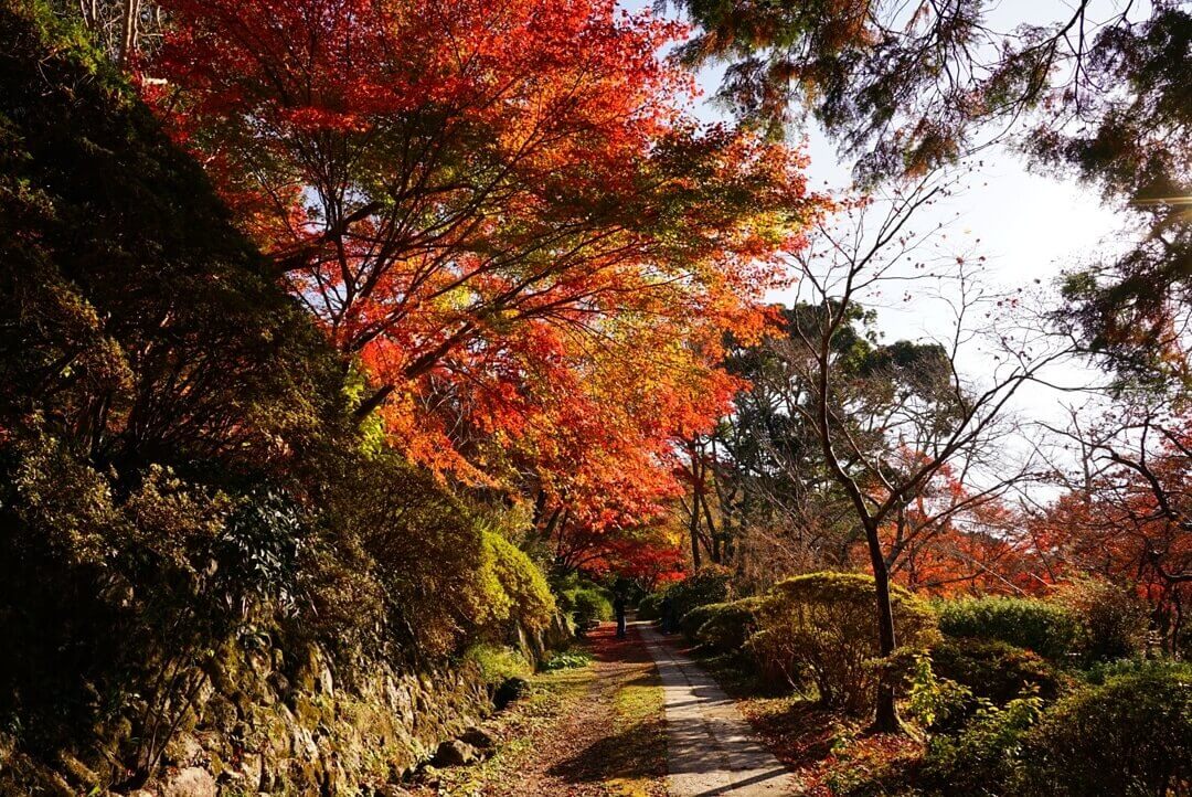 japanese autumn leaves - kanshin-ji temple