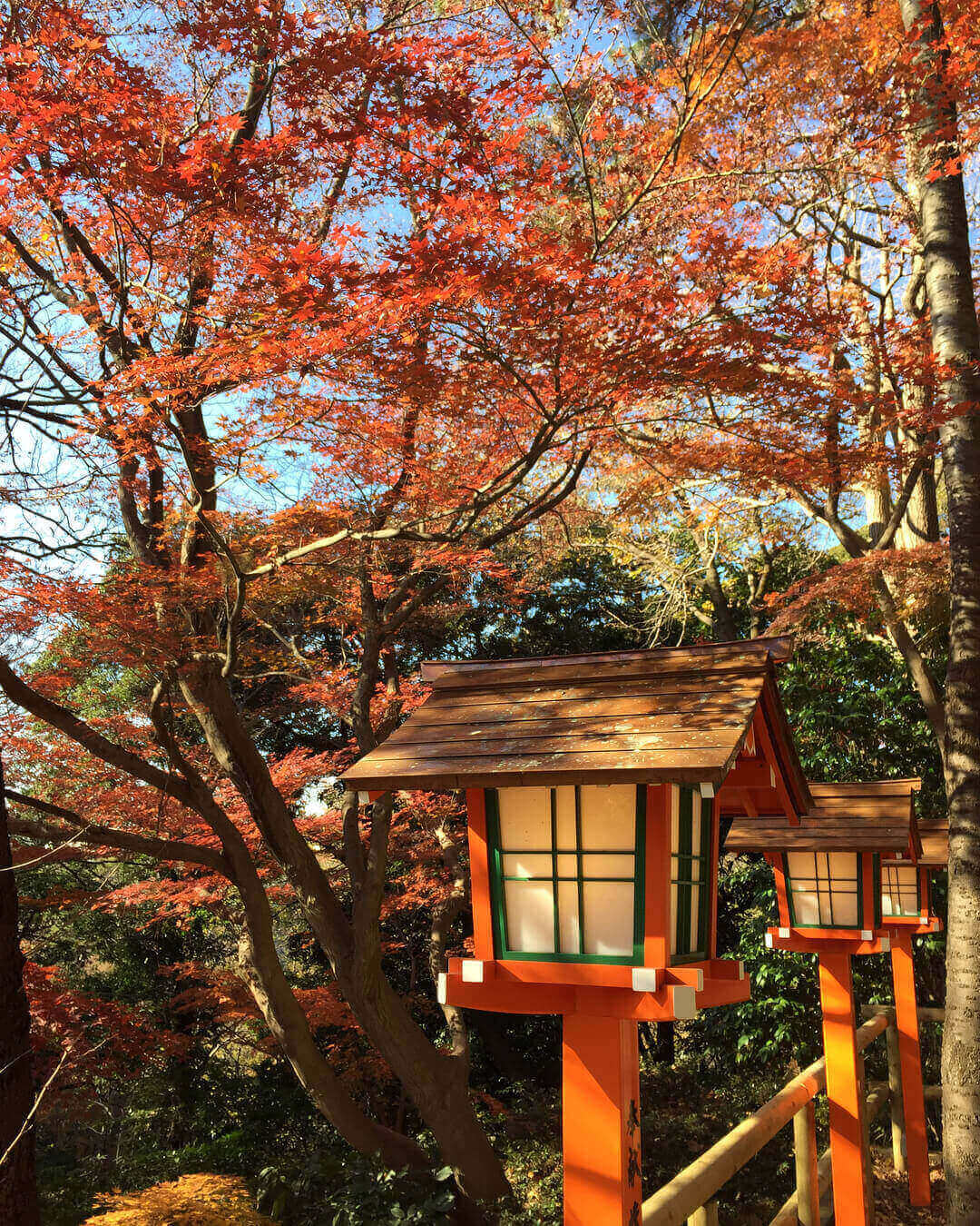 japanese autumn leaves - todoroki valley