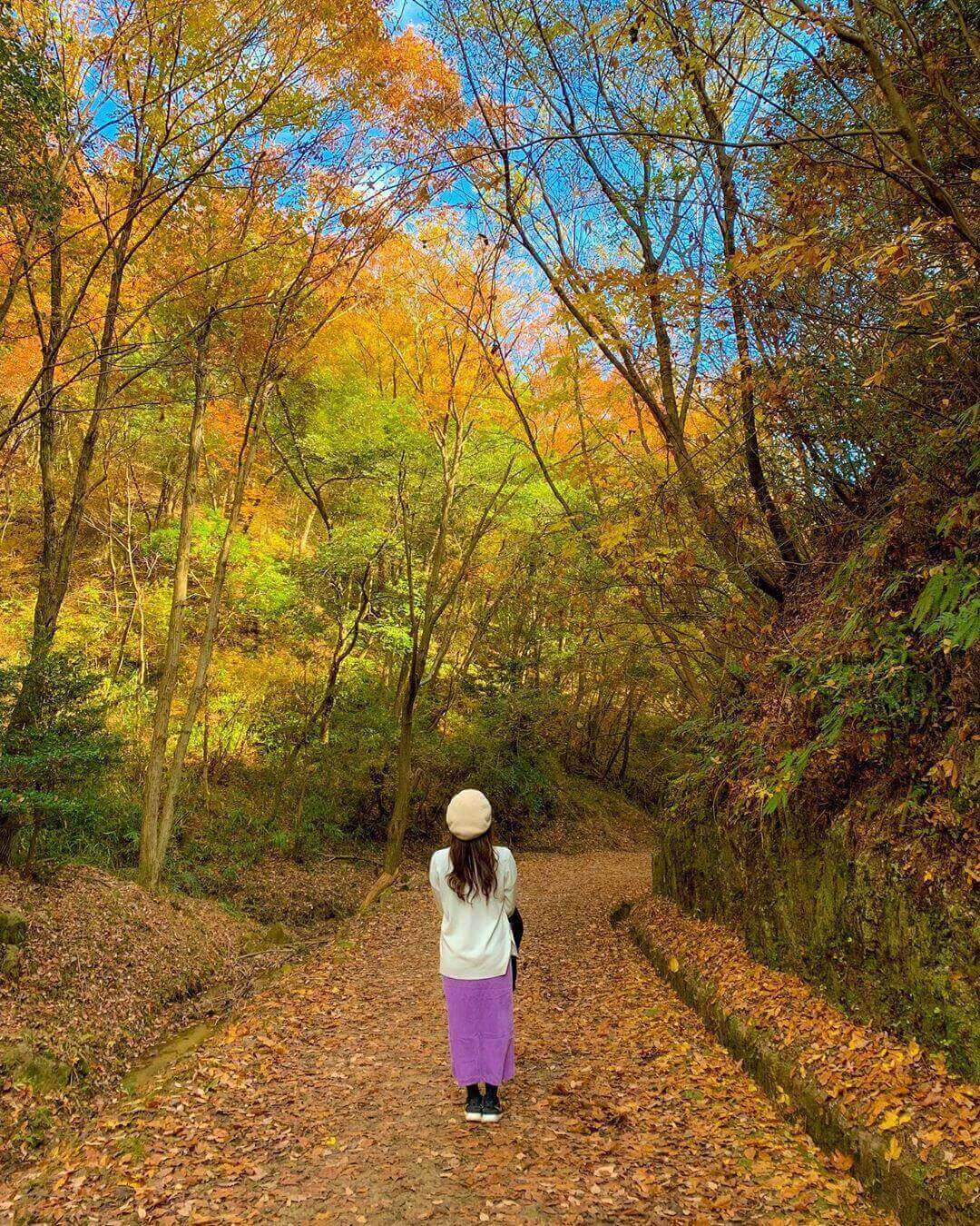 japanese autumn leaves - hoshida park hiking trail
