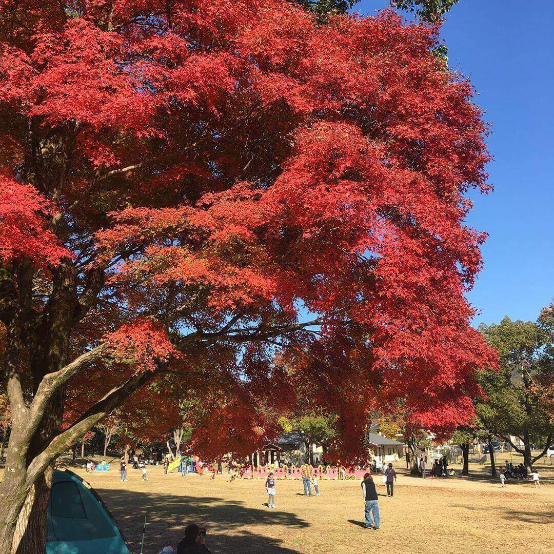 japanese autumn leaves - takaragaike park