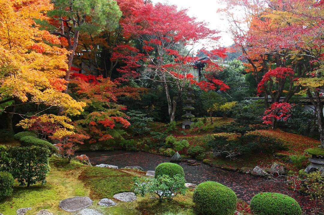 japanese autumn leaves - sennyu-ji temple