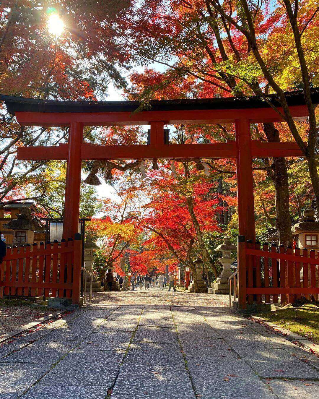 japanese autumn leaves - oharano shrine