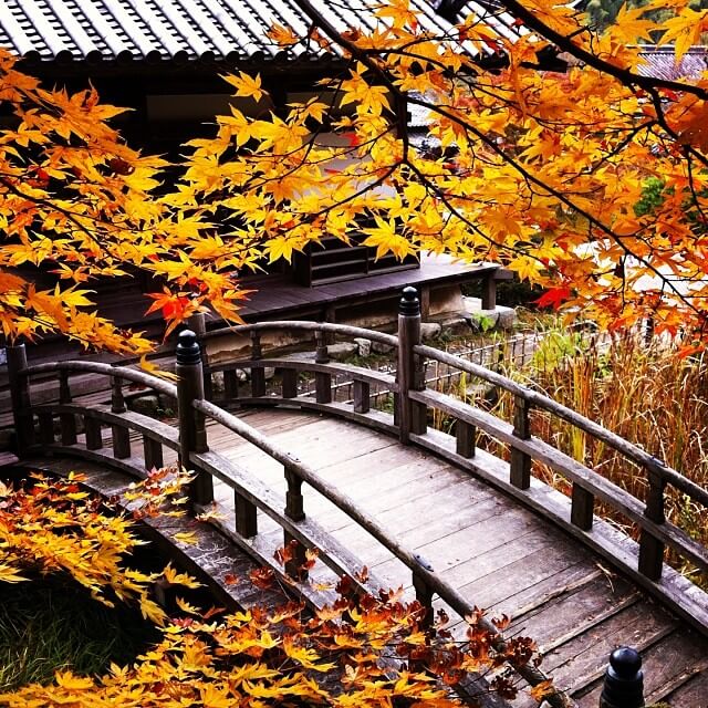 japanese autumn leaves - kanshin-ji temple