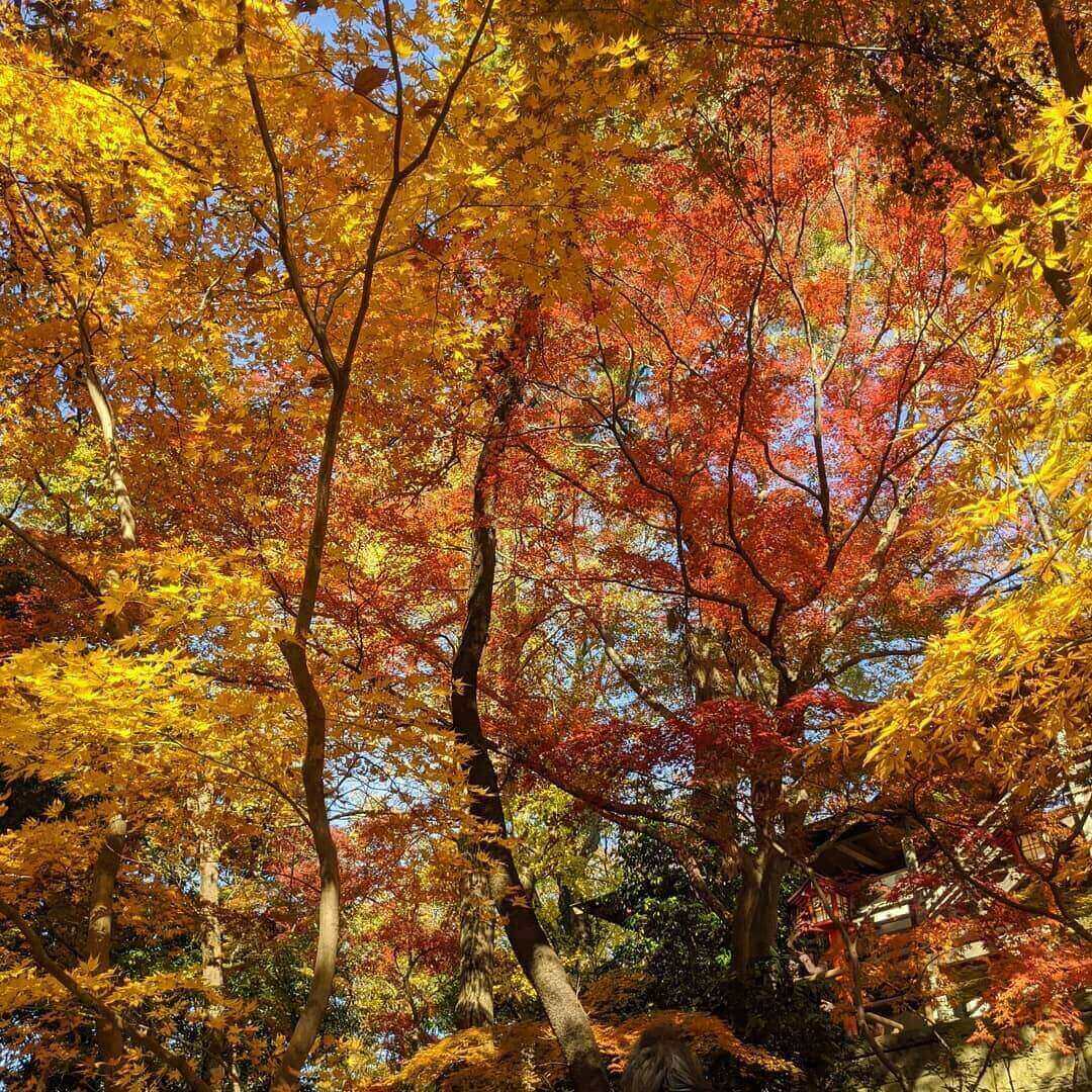 japanese autumn leaves - todoroki valley