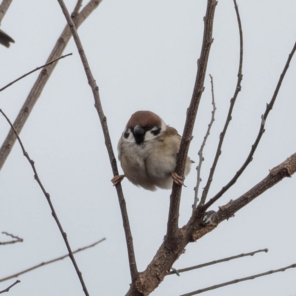 Japanese sparrow’s split on tree - sparrow doing a split on tree