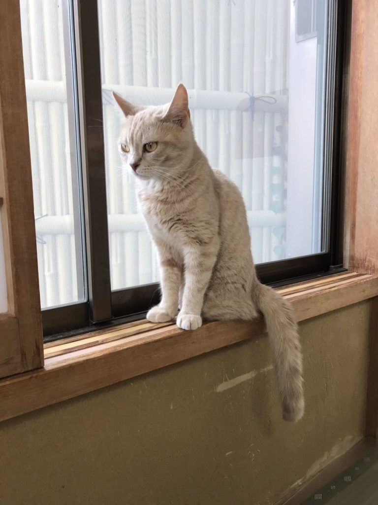 My Cat Yugawara - cat on window ledge 