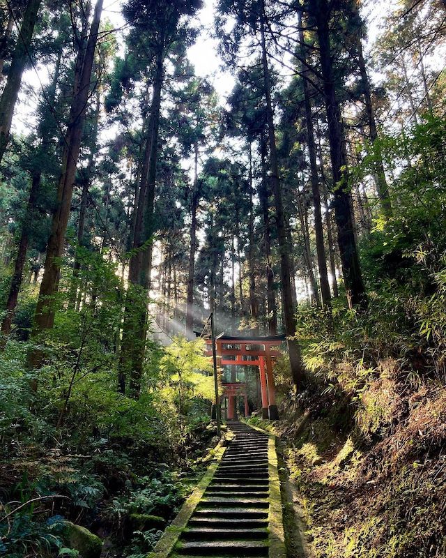 Unique Japanese words - torii gate in forest