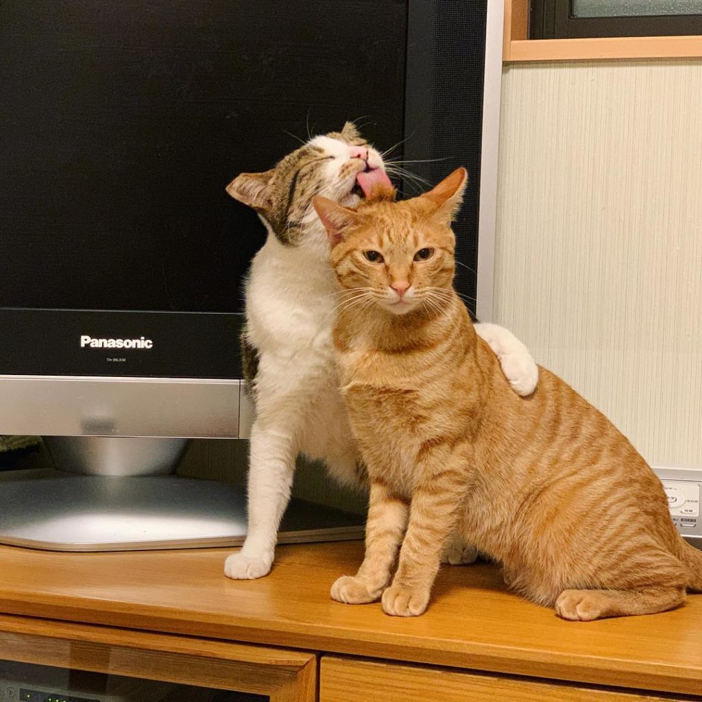 Unique Japanese words - 2 cats in front of a tv