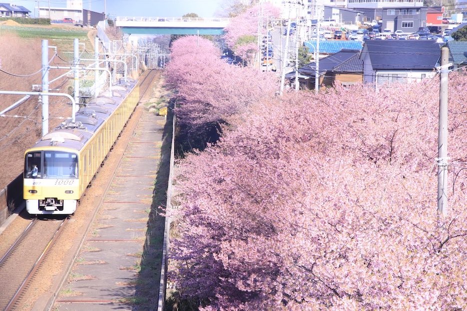 Train conductor posing for photo - keikyu happy yellow train and rows of sakura trees
