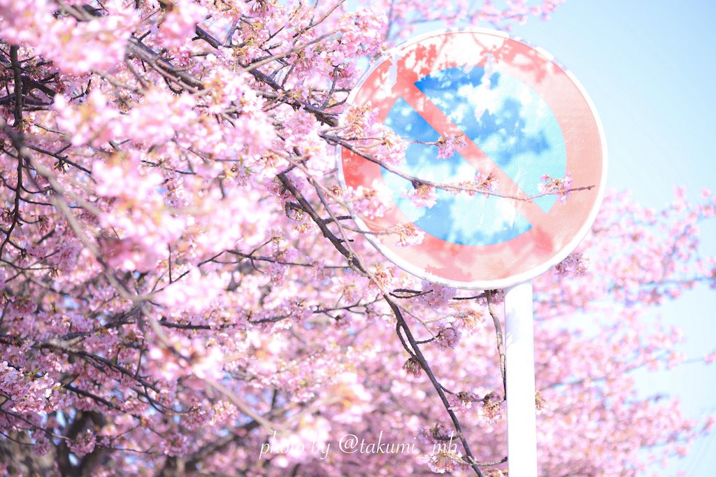 Train conductor posing for photo - sakura