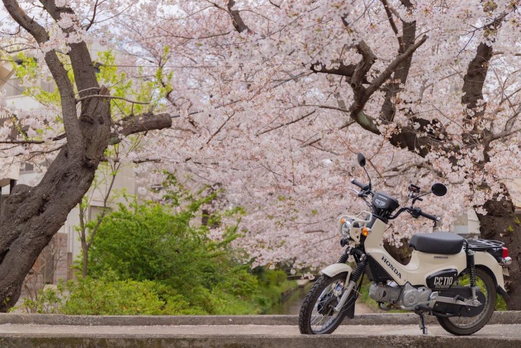 Train conductor posing for photo - motorbike and sakura