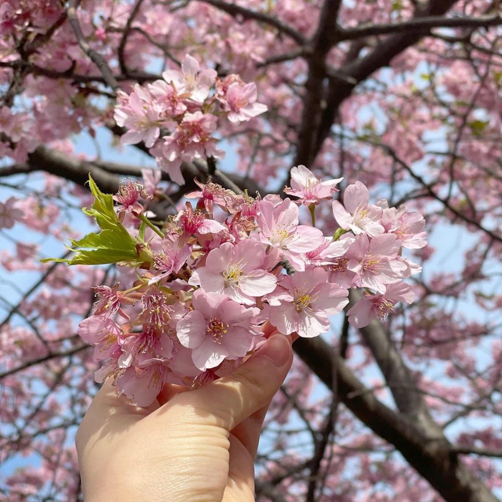 Train conductor posing for photo - close up shot of sakura