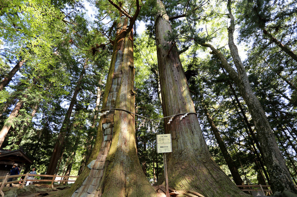 Unusual shrines - matchmaking cedar trees