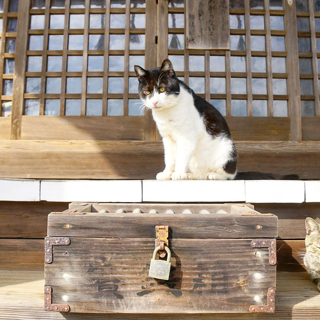 Japan shrines - saisen-bako