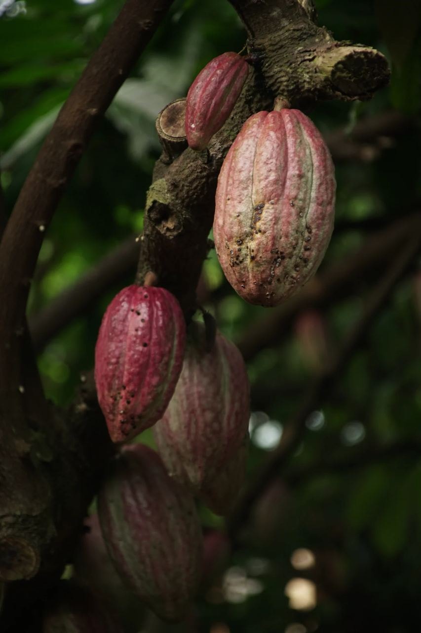 lifull ecolate - cocoa fruit