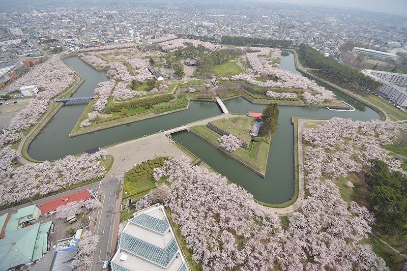 goryokaku park - cherry blossoms at the park