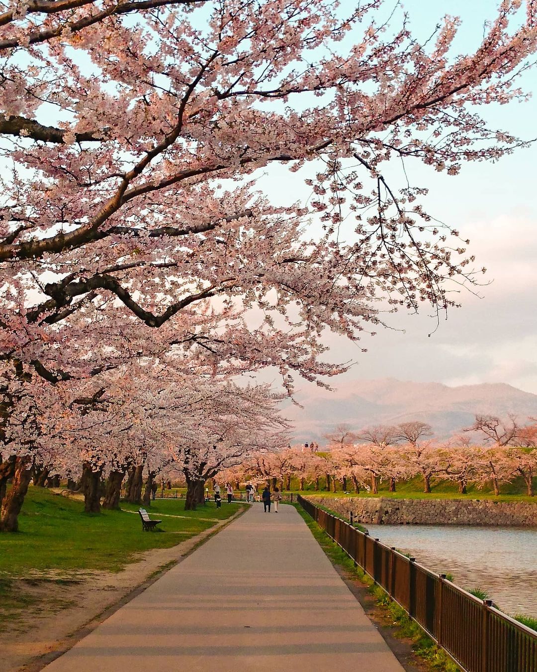 goryokaku park - cherry blossom trees