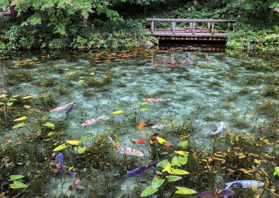 monet's pond - water lilies