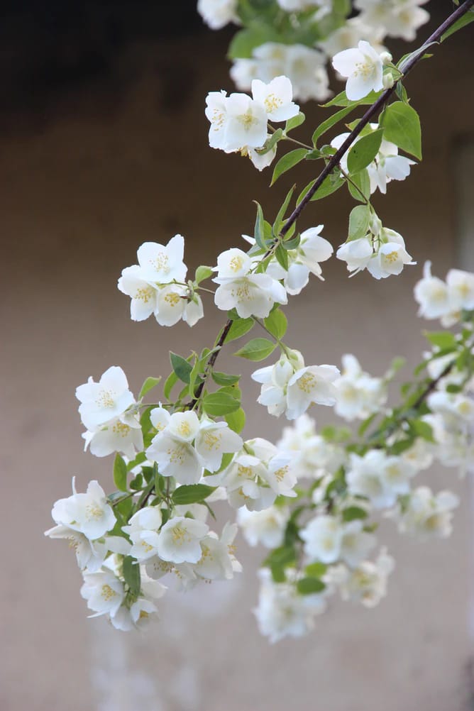 White jasmine