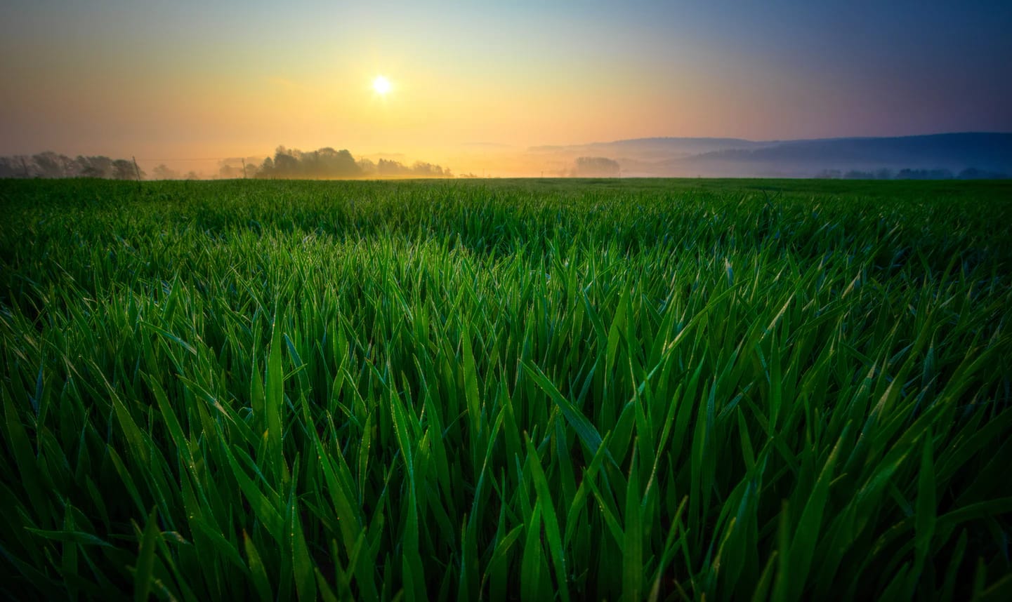 Japanese girl names - sunrise green field