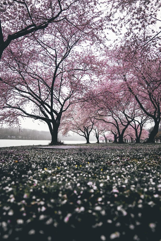 sakura trees