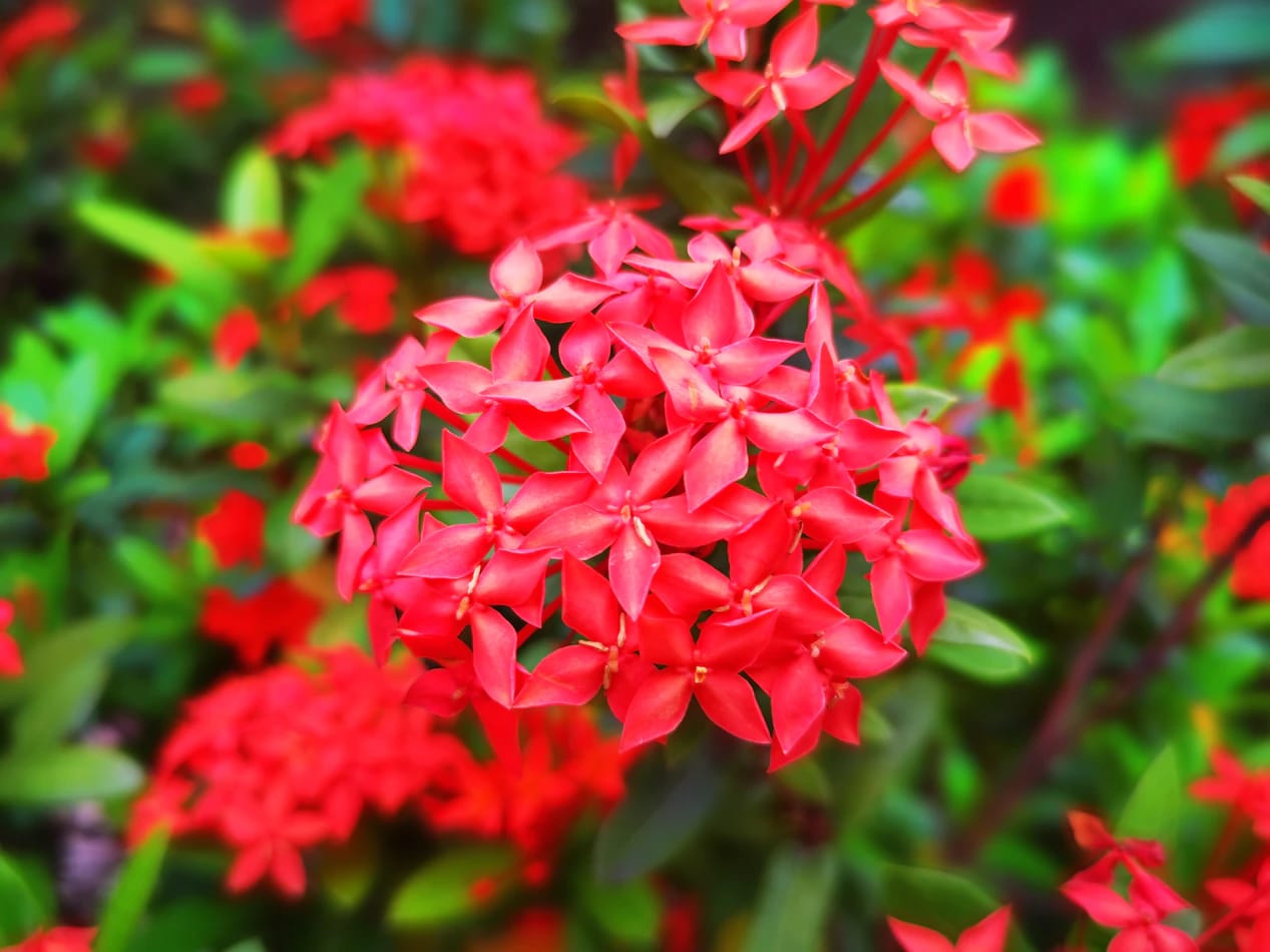 red jasmine