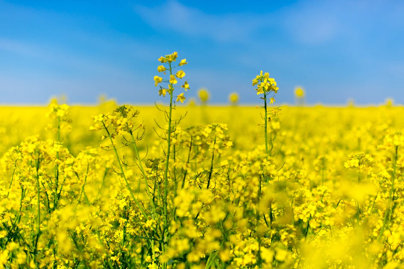 rapeseed flowers