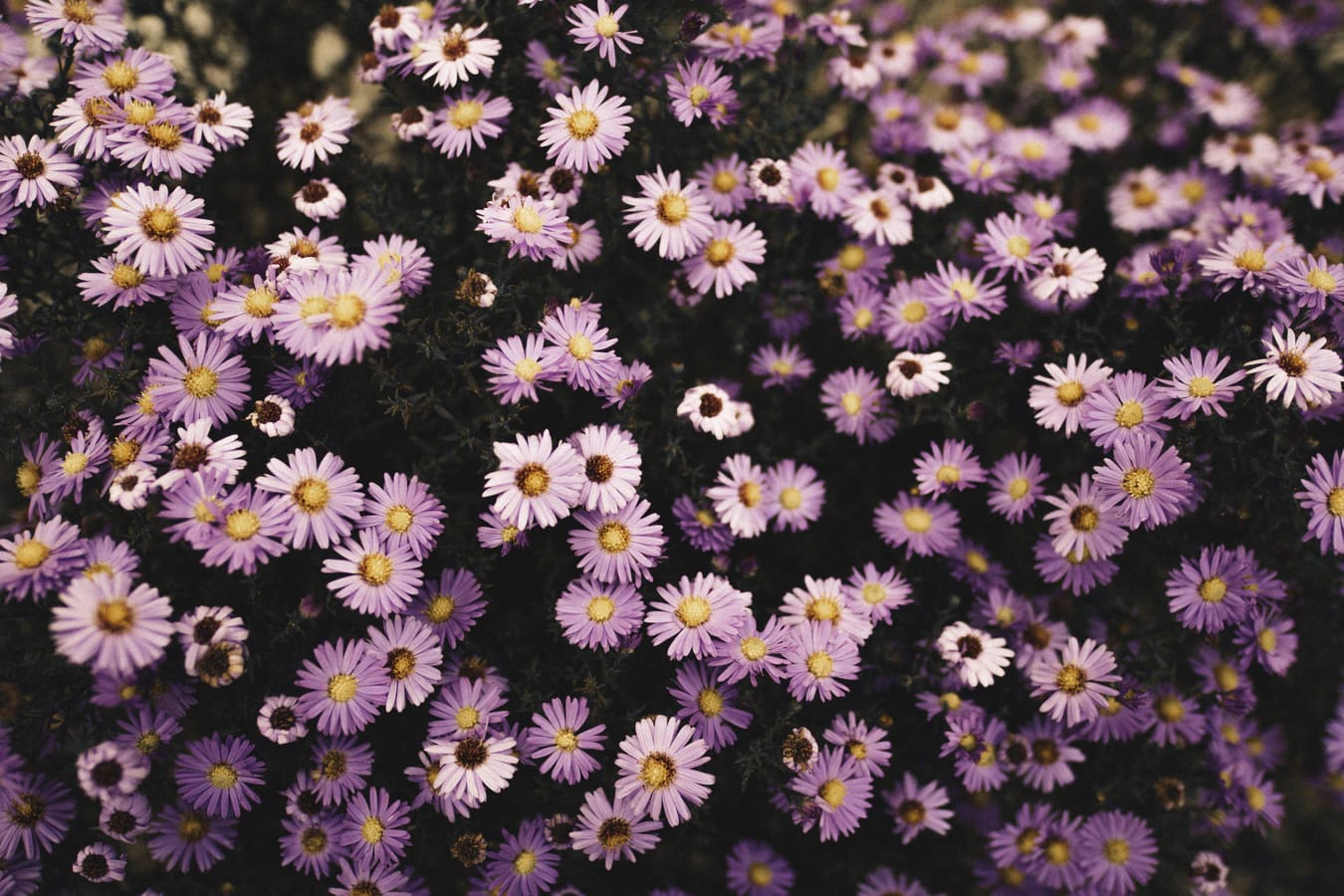 pink flowers