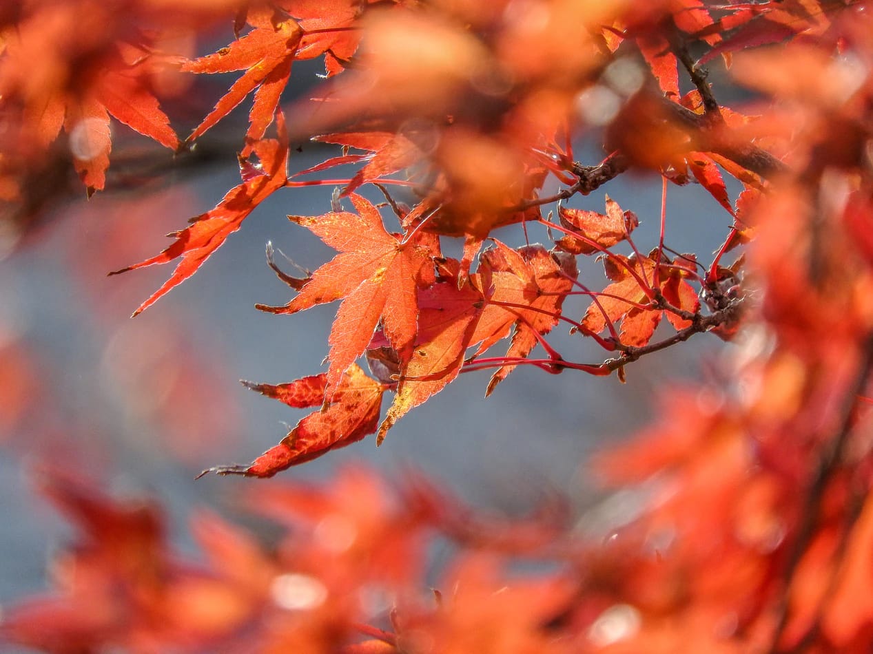 Japanese girl names - maple leaf