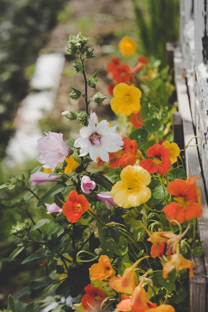 Japanese girl names - hollyhocks