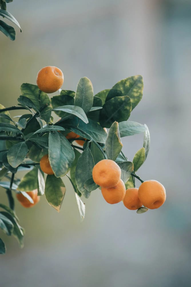 Japanese girl names - apricot