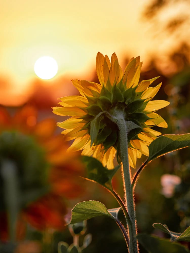 Japanese girl names - sunflower